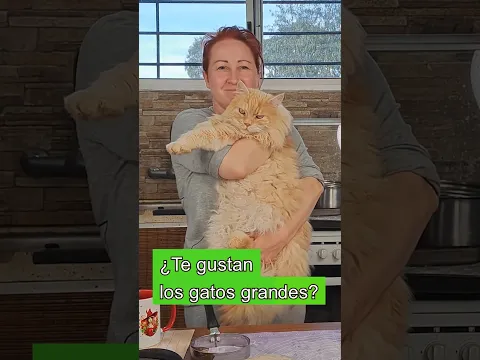 ¿Te gustan los gatos grandes? Mi vida en Uruguay. My life in Uruguay. Travel. Mila Naturist.