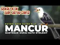Lagu PATAS NYELEKIT!!!! MATERI GAYA SUPER ELIT MANCUR || MASTERAN MURAI BATU KACER CENDET CUCAKIJO KENARI
