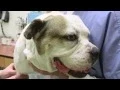 Banfield Pet Hospital on CBS s Lucky Dog - Popcorn s Story