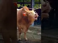 Lagu Cow MOO Sound Effect || Suara Sapi MOO
