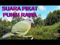 Download Lagu suara pikat punai, punai jantan panggil betina di ladang