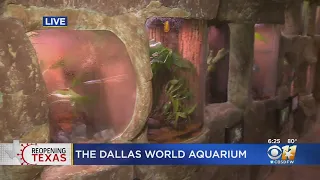 New Ticketing Process As Dallas World Aquarium Reopens