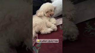او پنداشته است که آدمیزاده سگ خواب راحت عاشقانه ها Dogs 