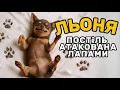 Lagu постіль атакована лапами