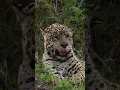 Download Lagu HUGE Jaguar Lets out a Big Yawn