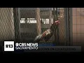 Sacramento County proposes regulating how many roosters residents can own