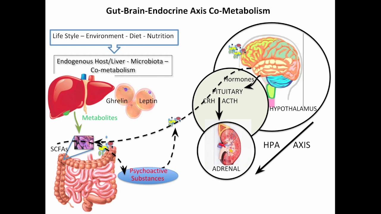 Microbiota–gut–brain–endocrine metabolic interactome - Video abstract 121487