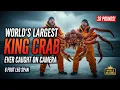 BIGGEST KING CRAB I ve Ever Caught