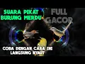 Download Lagu Suara Pikat Pancingan Burung Paling Merdu || Cipoh/Sirtu Ciblek Prenjak