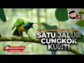 Download Lagu 🔴 Roll Tembakan Kunti Cucak Cungkok Gacor Isian Mewah Kunti Breen Masteran Juwara 2025