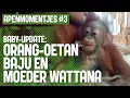 Lagu Baby-update: orang-oetan Baju en moeder Wattana