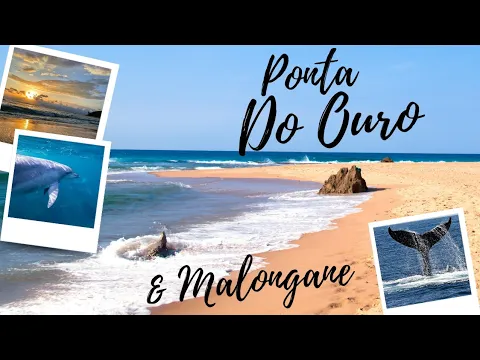 Download MP3 Swimming with dolphins in Mozambique? Ponta do Ouro beach & Ponta Malongane