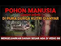 POHON MANUSIA !!!