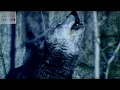 Download Lagu Why Do Wolves Howl At the Moon? | Zoo La La | BBC Earth Explore