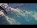 Download Lagu Maldives Killer Shark attack drone footage