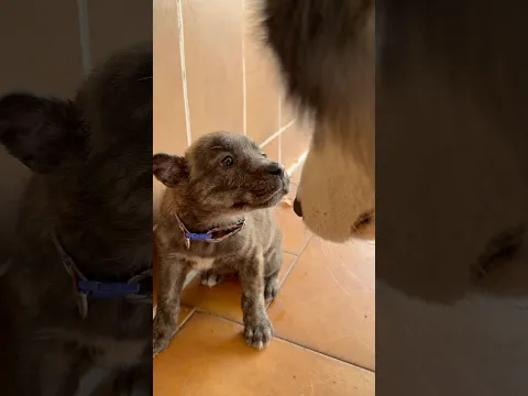 Kali conoce a su nueva Manada. 🐾 Feliz día del perro, a los seres más leales del mundo 🐶