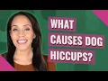 What causes dog hiccups