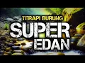 Download Lagu Terapi air untuk semua jenis burung, gemericik air terapi burung, Terapi Burung TERBAIK 2025