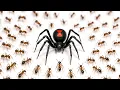1,000 Ants vs. Black Widow