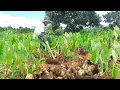 Lagu Harvest Yellow Wax  Taro To Use As Seed \u0026 Sell At The Market, Plant Taro \u0026 Purple Yam For My Garden