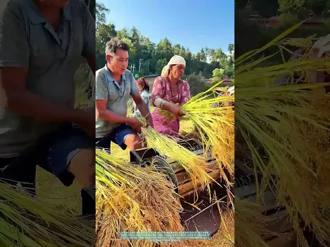 발로 돌리는 수확: 벼 이삭이 낟알로 쏟아지는 순간