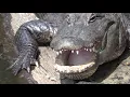 Alligator Mating Calls in Florida