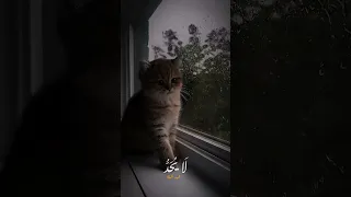 فيا حب فيا وجد قصص واقعية اكسبلور دويتو تفسير Duet لايك ترند تصميمي 