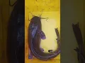 Mangur fish#shorts#fish#ytshorts