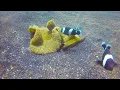 Download Lagu Full dive at Hairball 1 dive site in Lembeh Strait, 17 Nov 2017