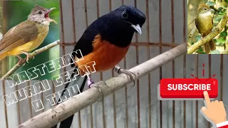 bikin melongo isian mewah semua cocok buat masteran paud