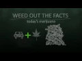 Weed Out The Facts - Traffic Deaths