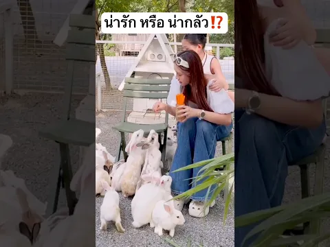 กระต่ายแบบนี้ น่ารัก หรือ น่ากลัว? #jamsai #แจ่มใส #jamsaijs
