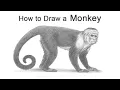 How to Draw a Capuchin Monkey