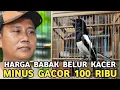 BOCAH GENDENG !!! || KACER JTN MINUSNYA GACOR CUMA 100 RIBU DI KIOS MANTO PASAR BURUNG PRAMUKA 