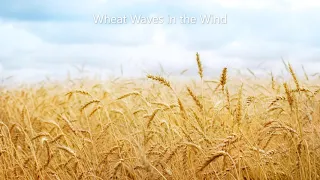 Wheat Waves In The Wind Piano Cover 