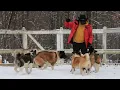 Reinforcing Excellent Temperament Inside the Apexx Akitas Breeding Program