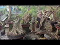 Download Lagu Check the price of fossil bonsai at Ms. Lia's shop: 0812 5971 2925