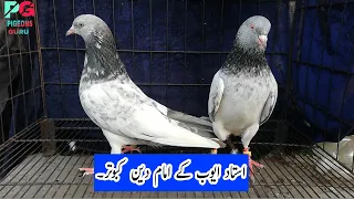 ustad ayub ky amam din kabootaron ka shoq 
