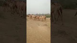 قافلة الجمال تسير في الصحراء Animallovers Desertanimals Animals Came Naturalbeauty Villagelife 