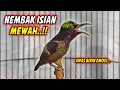 SUARA BURUNG KOLIBRI NINJA GACOR FULL NEMBAK ISIAN KASAR !! PANCINGAN KONIN BAHAN AGAR CEPAT EMOSI