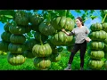 Download Lagu Harvesting Giant Climbing Pumpkin To Sell | Shocking Crowd - Sold out after 5 minutes of opening