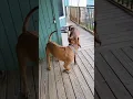 BREEDING RHODESIAN RIDGEBACKS Breeding Educational