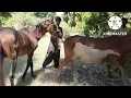 Horse Mating Cow Best s