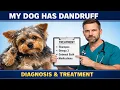 Why Does My Dog Have Dandruff A Vet Explains Causes Cures