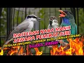Lagu MASTERAN TENGKEK BUTO SAMBUNG PETULAK JINGJING DAN GEREJA TARUNG JAWARA LOMBAHAN