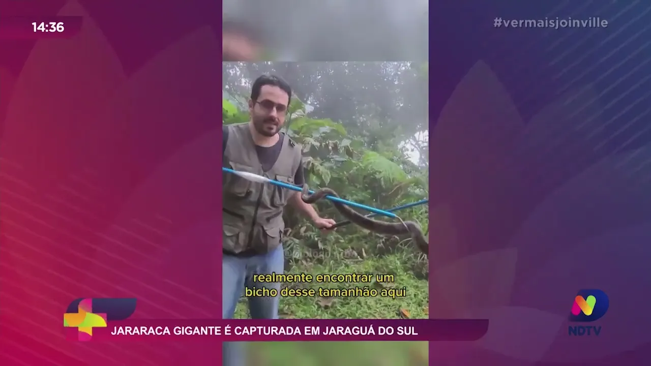 Jararaca gigante é capturada em Jaraguá do Sul