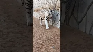 النمر الابيض الكبير 