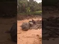 Bancano di nagari kito Pasaman, galodo melanda setelah bencana gempa dan tanah longsor