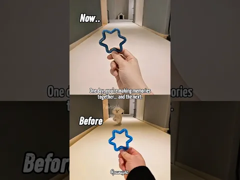 One Day, All the Happy Moments Become Memories 🥺 Sad Dog #algorithm #dog #viral #shorts