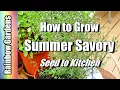 How to Grow Summer Savory Savoury Bohnenkraut Seed to Kitchen Plant Care Harvest Drying
